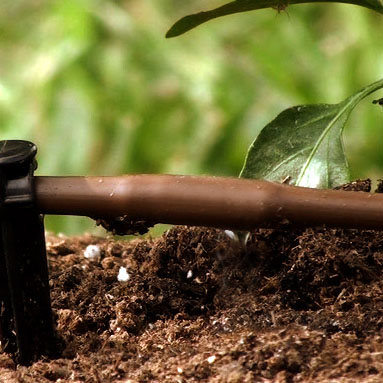 Picture of 100-FT 1/4" In-Line Drip-6 In Spacing